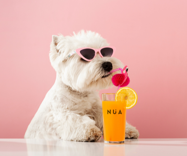 Smart Pet Experience - Perro con gafas de sol y bebida NÜA